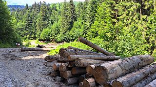 Grumes au bord de la route forestière dans la forêt appartenant à Ingka à Bistricioara, Ceahlău, comté de Neamț.