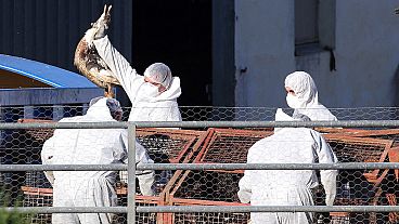 La Commissione europea ha annunciato l'acquisto congiunto di dosi di vaccino pre-pandemico contro l'influenza aviaria.