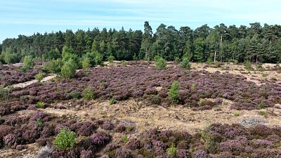 Il cambiamento climatico minaccia gli habitat degli uccelli migratori in tutta Europa.