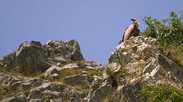 Scopri i grifoni del canyon del fiume Uvac e le prelibatezze dell'altopiano di Pešter in Serbia