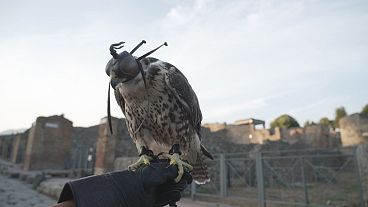 Rapace nel parco archeologico di Pompei