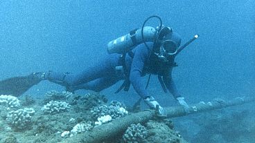 Mergulhador verifica a proteção subaquática do cabo na estação hidroacústica HA08 no Território Britânico do Oceano Índico (BIOT), Reino Unido.