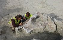 Processus d'extraction d'une partie des restes de Qunkasaura lors des fouilles à Lo Hueco en 2007