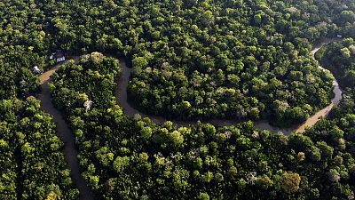 La legge dell'Ue sulla deforestazione è stata molto contestata dai Paesi del sud del mondo