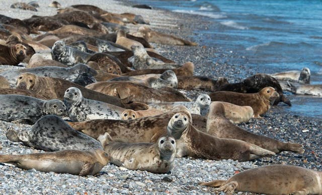 Grey seals on the beach on Coquet Island