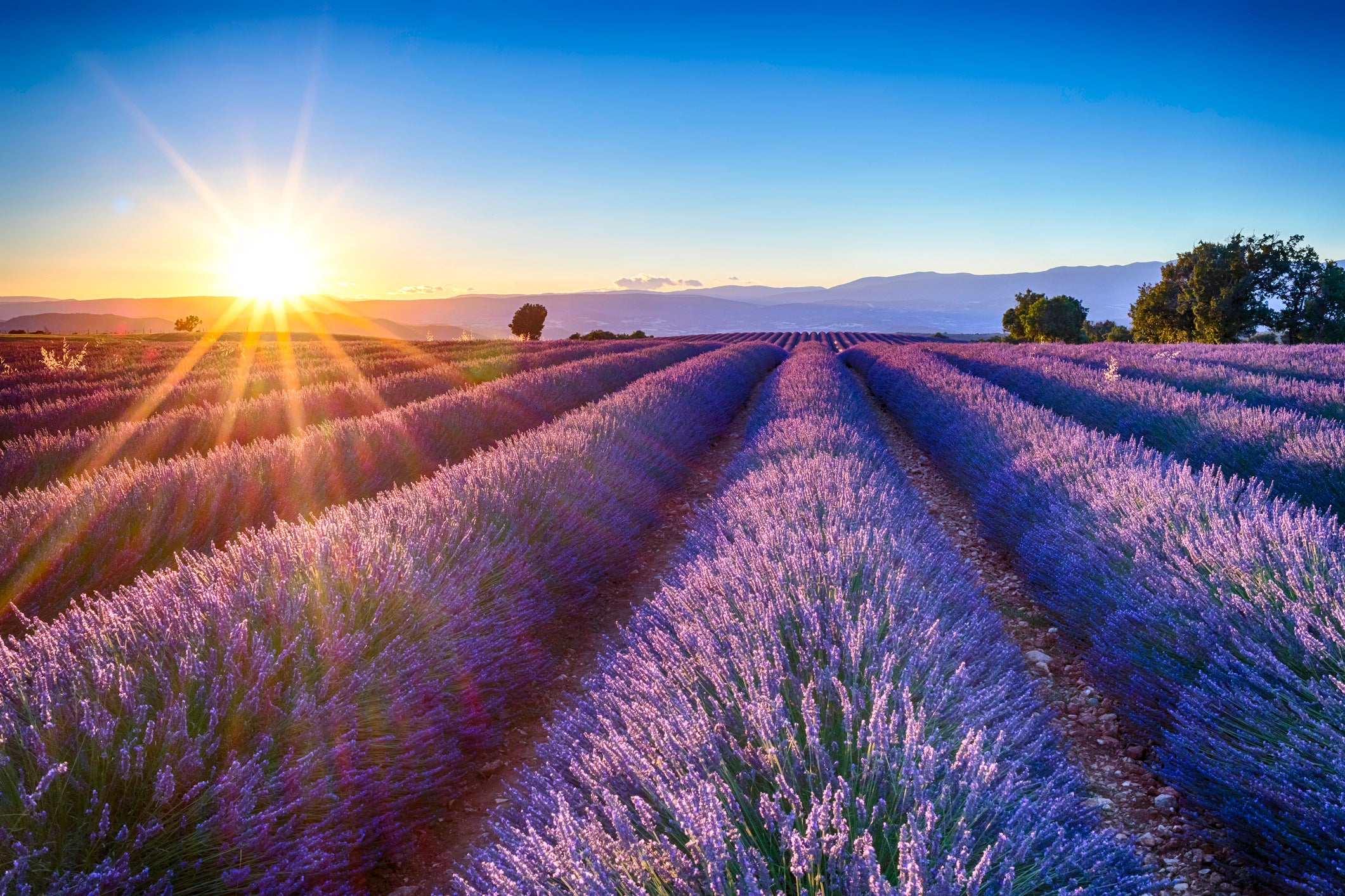 The lavender fields in Provence