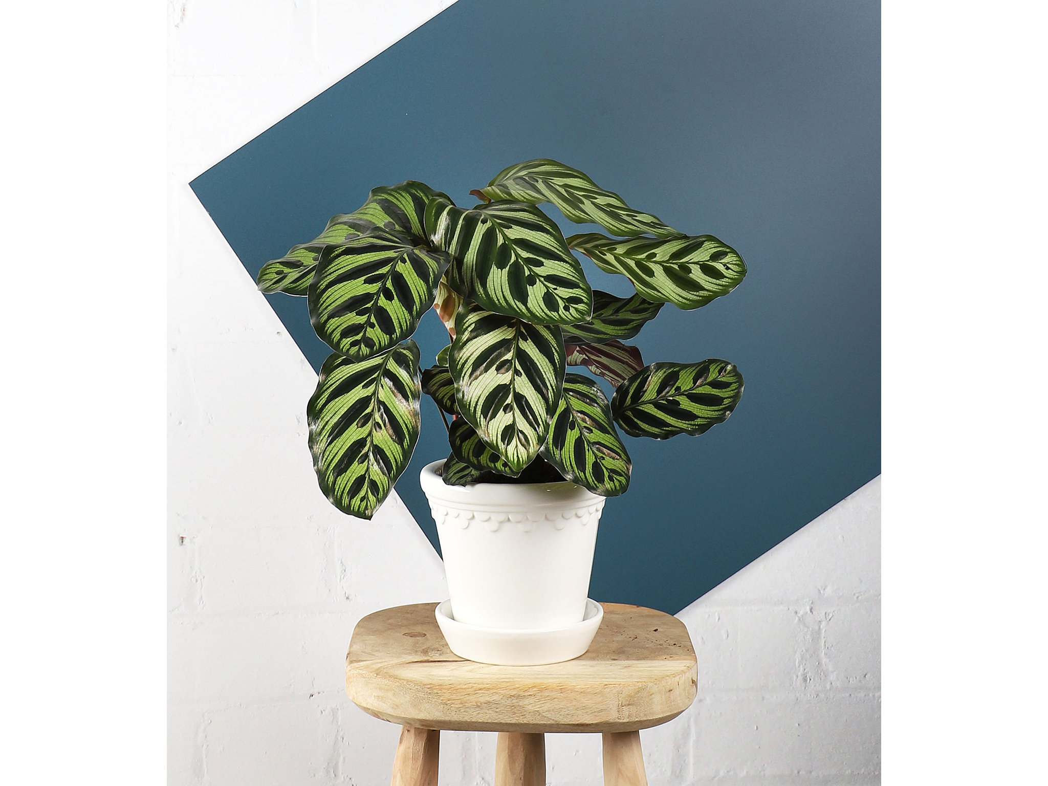 Calathea makoyana