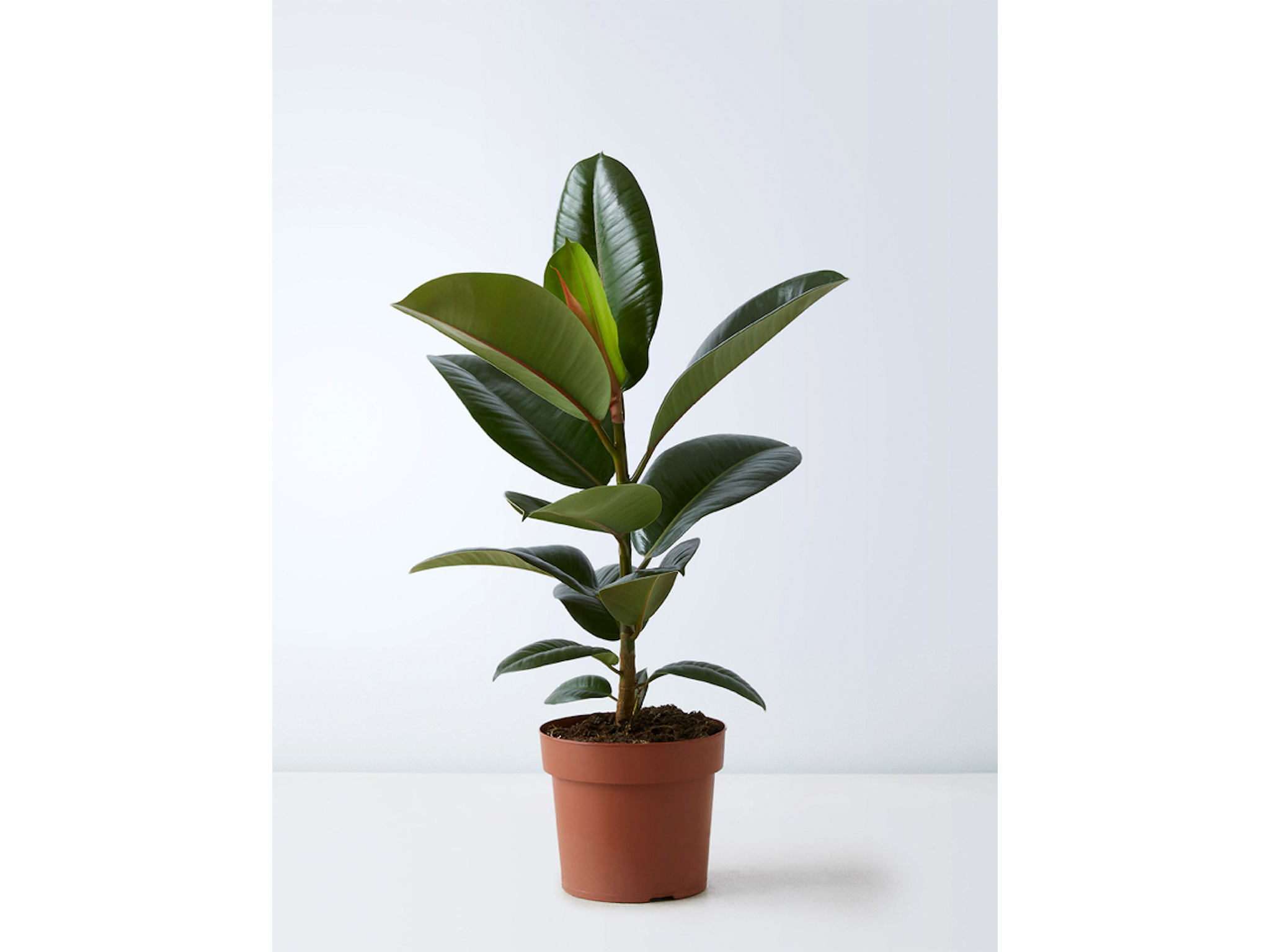 Large ficus rubber plant