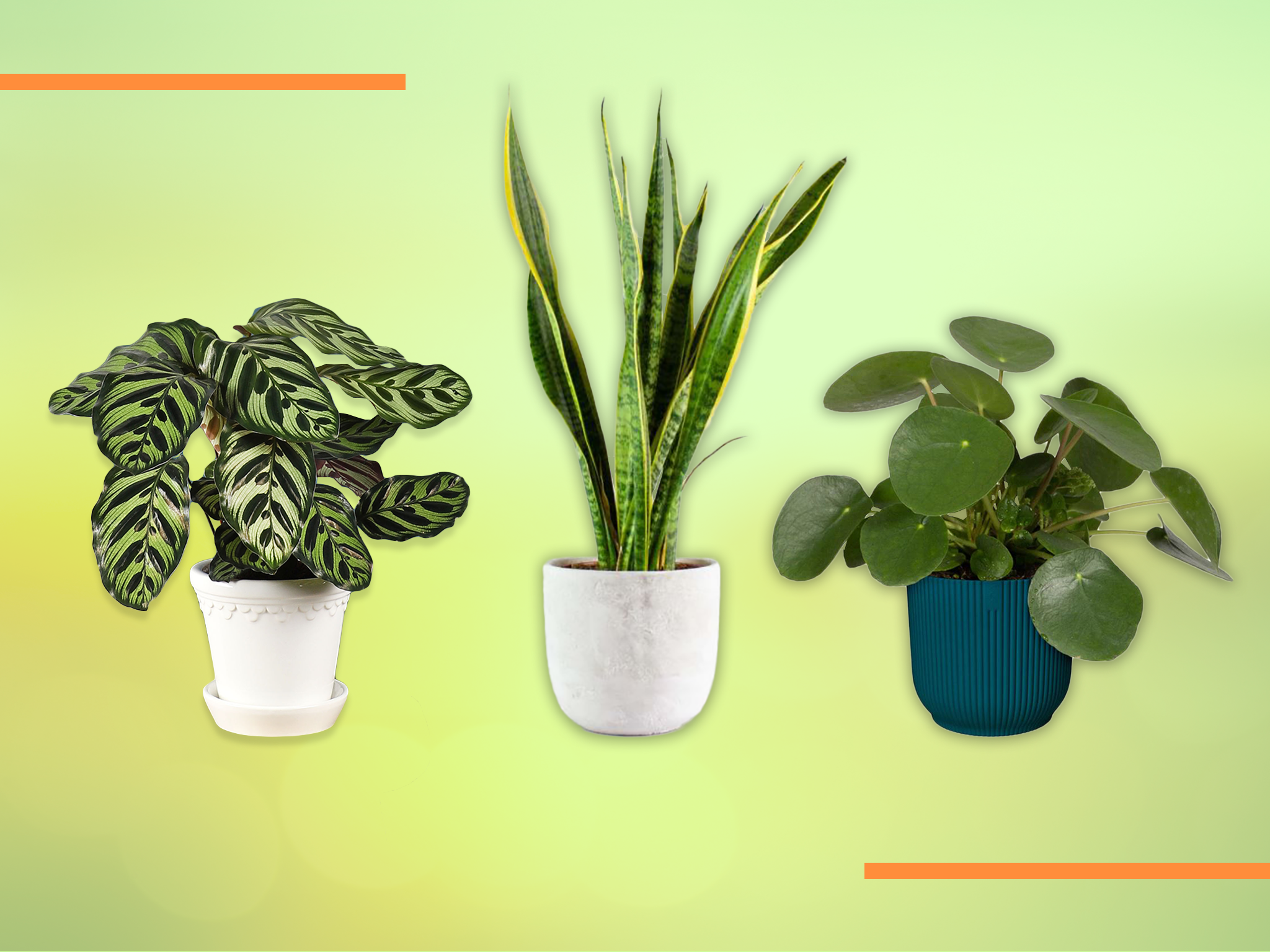 All plants are available online and easily delivered to your doorstep