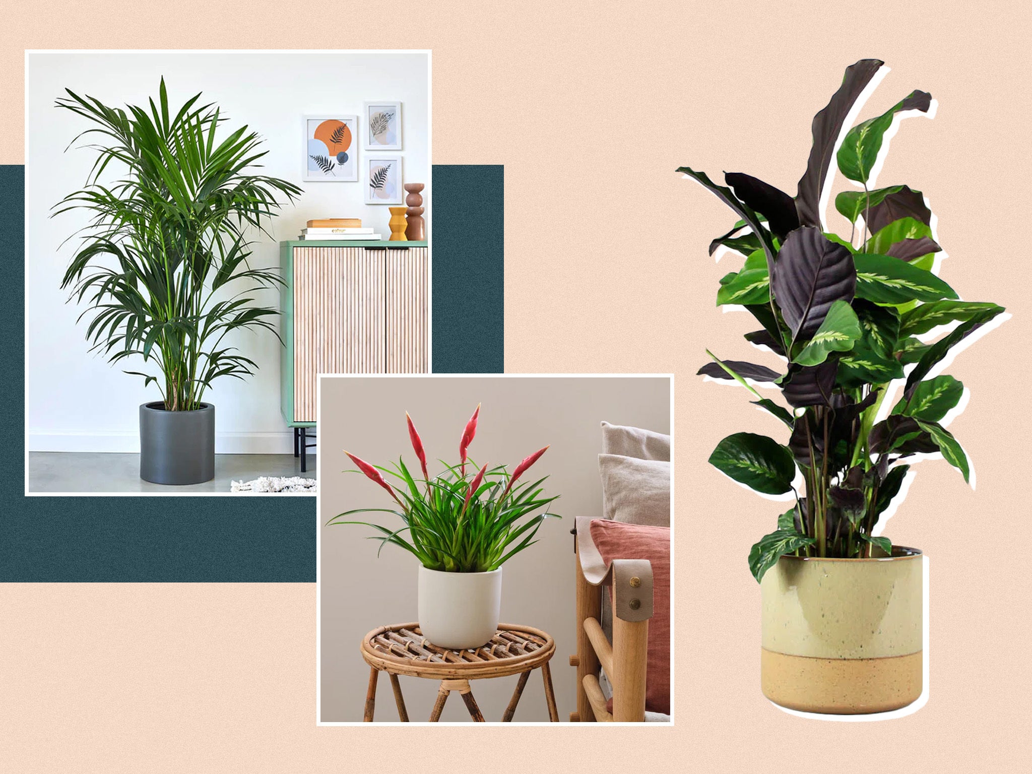 Best places to buy plants 2023: Online garden centres and nurseries with home delivery