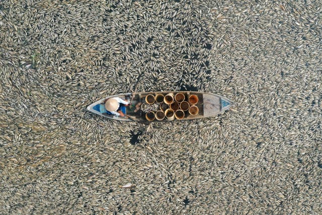 <p>Fisherman collecting dead fish caused by ongoing hot weather conditions from a reservoir in southern Vietnam’s Dong Nai province</p>