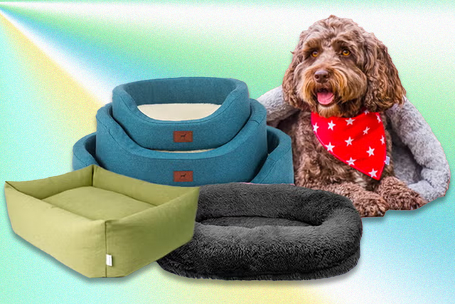 <p>We called in the help of some canine testers to put these dog beds through their paces </p>