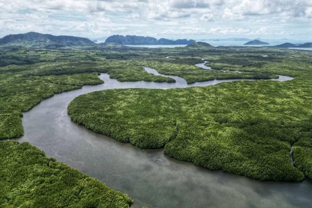 <p>Weave your way through the channels surrounded by peaceful mangroves</p>