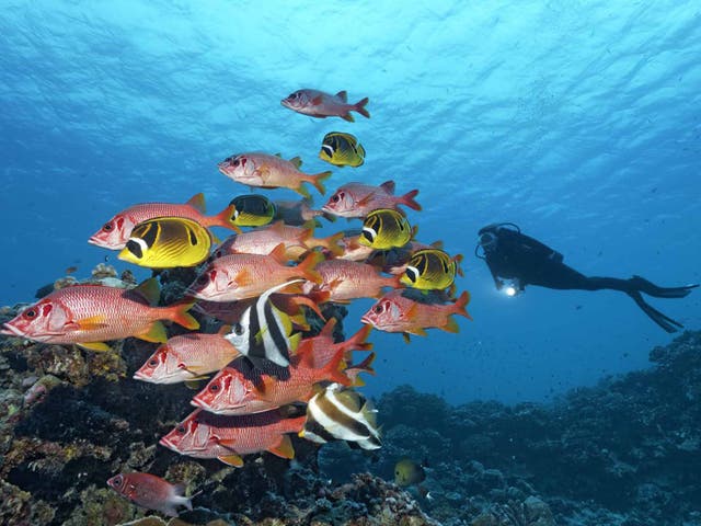 A school of fish pass a scuba diver on the Barrier Reef