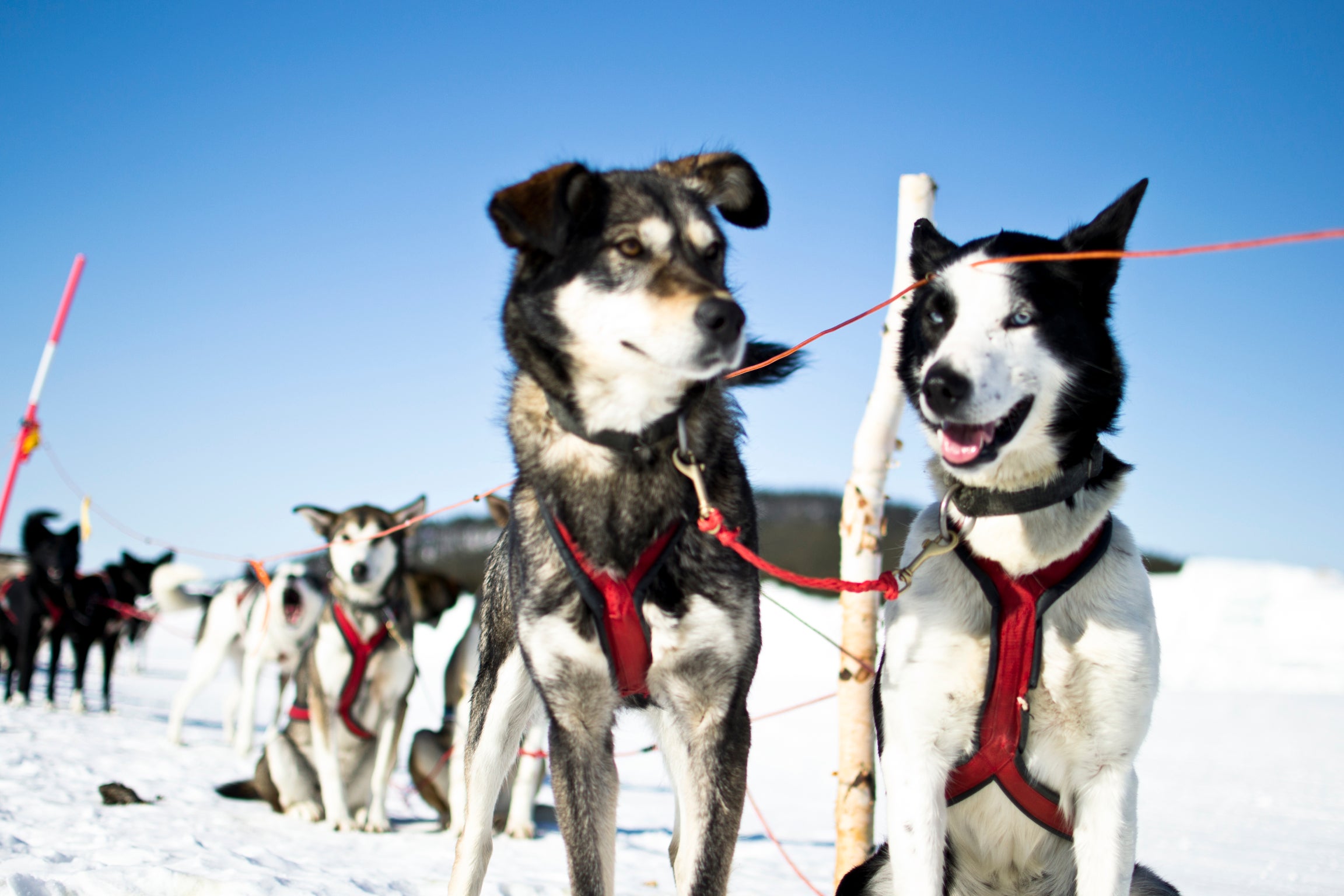 Huskies sledding is one many wintry excursions