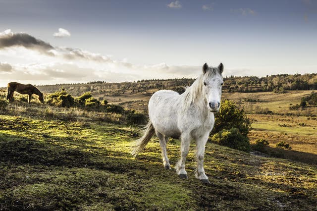 Relax and recharge in the New Forest