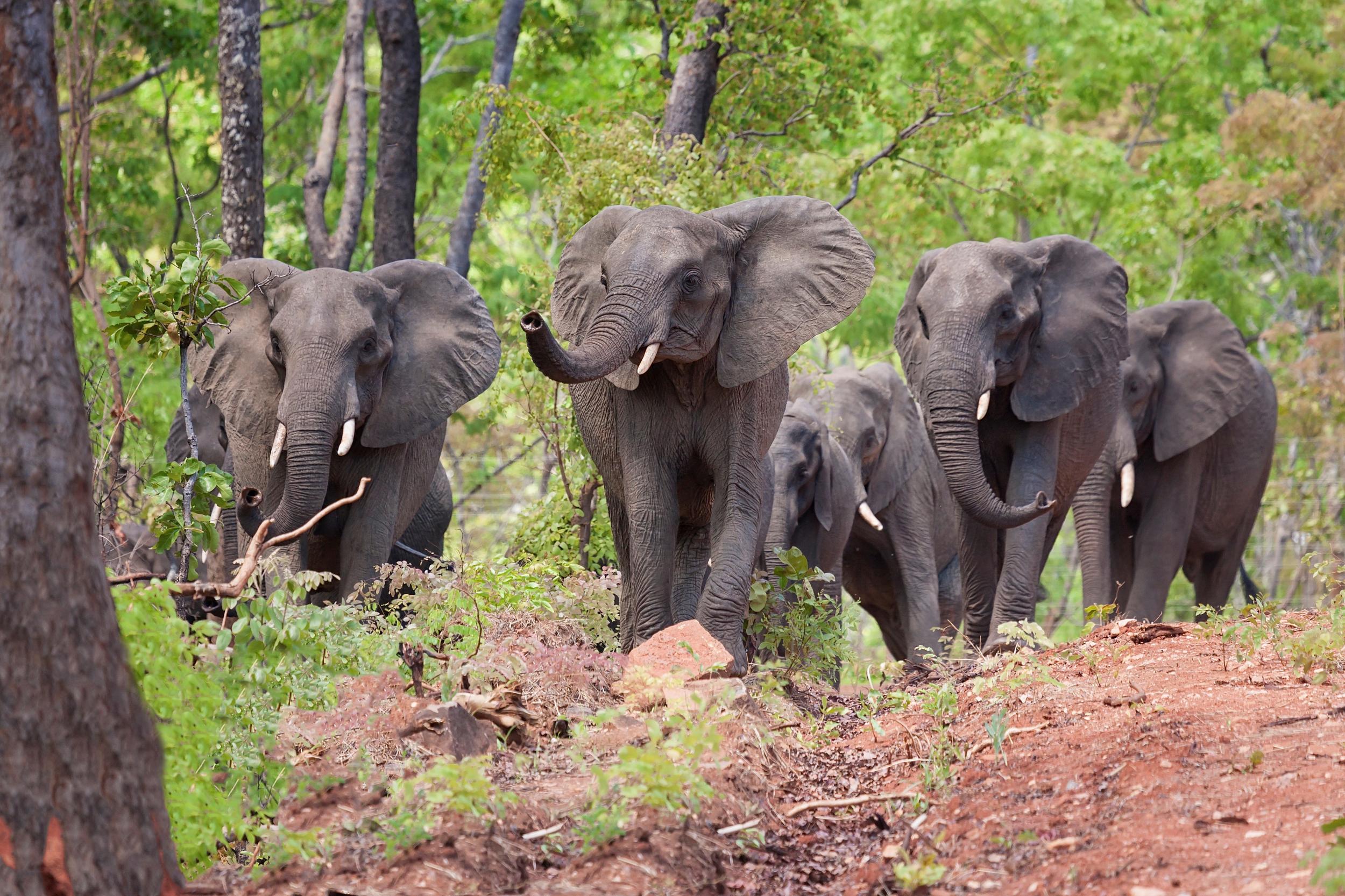 Nkhotakota elephants