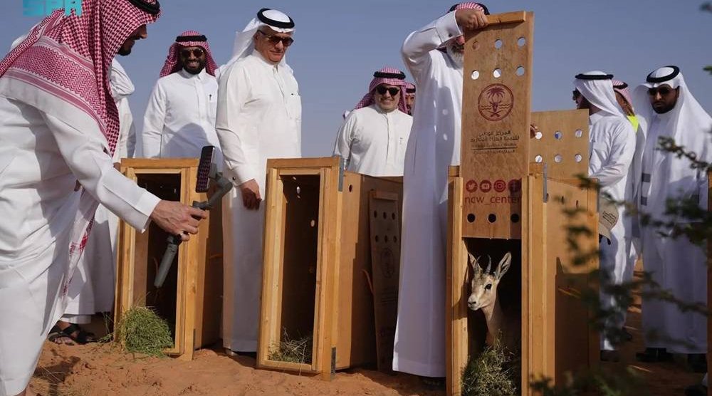 Saudi Minister of Environment, Water, and Agriculture and Chairman of the Board of Directors of the National Center for Wildlife (NCW) Eng. Abdulrahman Alfadley released 15 Arabian Sand Gazelles at Buraydah Oasis Park. (SPA)