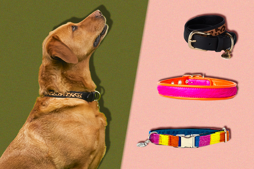 We tried out the collars on two very different dogs – a Bedlington terrier and an enormous Rhodesian Ridgeback