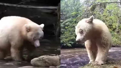 'Unluckiest bear in the world': Albino grizzly bear mistaken for a polar bear sent to the Arctic 5 times!