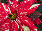 Are poinsettias poisonous to dogs? Here's how toxic the holiday plant is