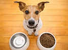 Are Homemade Vegetarian Meals for Pets Putting Their Health at Risk?