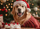 Celebrate the Xmas cheer with your pet