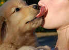 Why letting your dog lick your face can make you seriously ill, reveals study