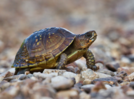 From greens to worms: Here's what to feed your pet turtle