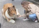 Man who turned into a dog opens zoo