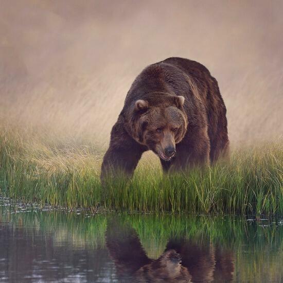 Image de la catégorie pour Animaux