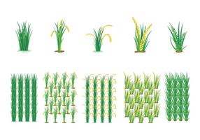 Landbouw Rijstveld Vector