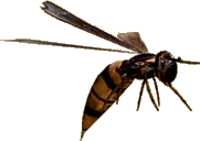 Giant Wasp