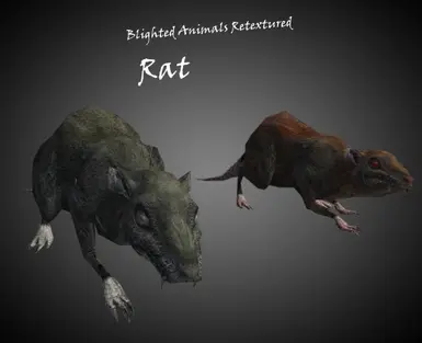 Rat