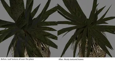 Leaves Comparison