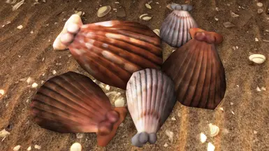 Shells