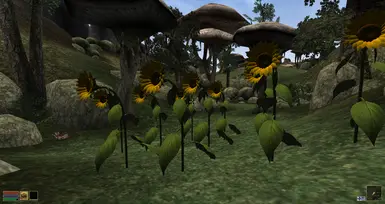 Sunflowers in Morrowind - For Ukraine