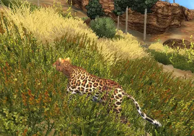 Leopard on the Savannah