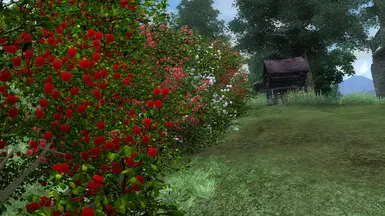 Ver 2  new rose bushes