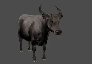 Buffalo