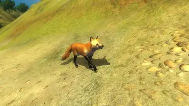 fox