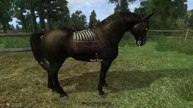 Natural Vanilla Horses