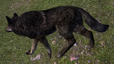 Revamped MOO Direwolf