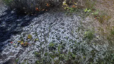 Snowy Grass