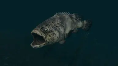 Goliath Groupers - (Animal Series)