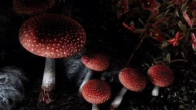 Fly Amanita