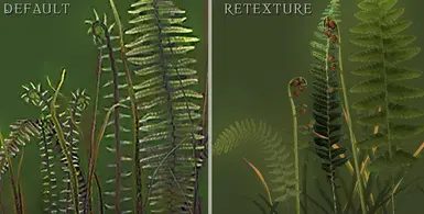 Ferns