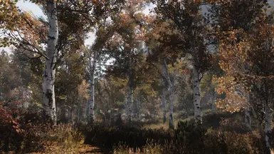 fall forest in 1dot5a