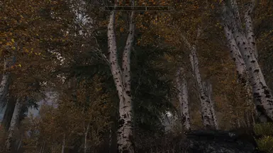 Riften Bigger Trees