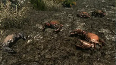 Mudcrabs